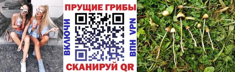 Псилоцибиновые грибы Cubensis  omg как зайти  Пыталово  продажа наркотиков 